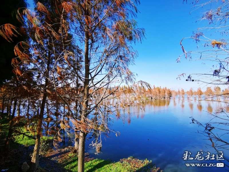 组装机械章鱼龙